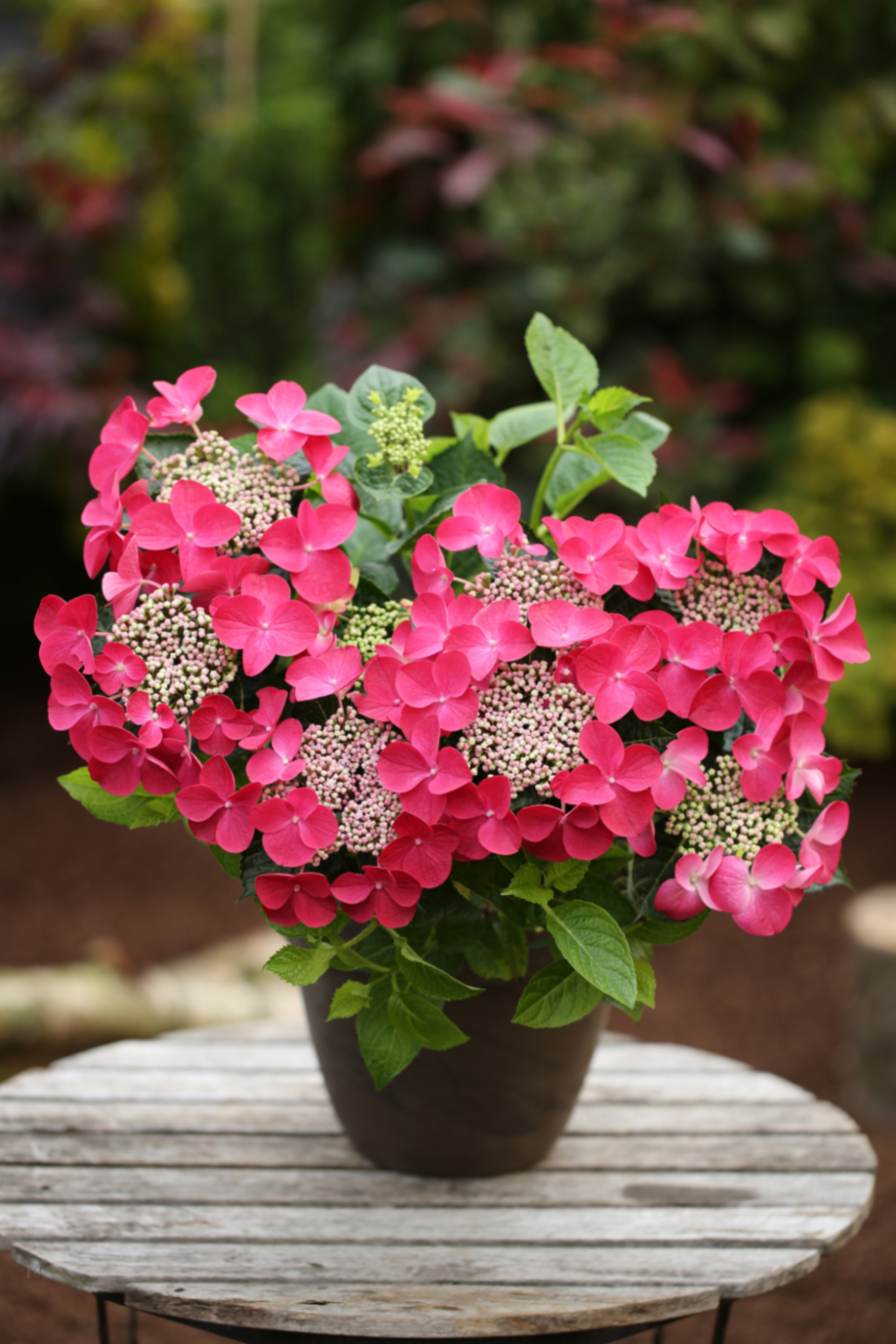 Гортензия крупнолистная Роялти Коллекшн